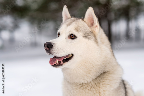 Winter photos of the dog. Husky. © Aleksandr