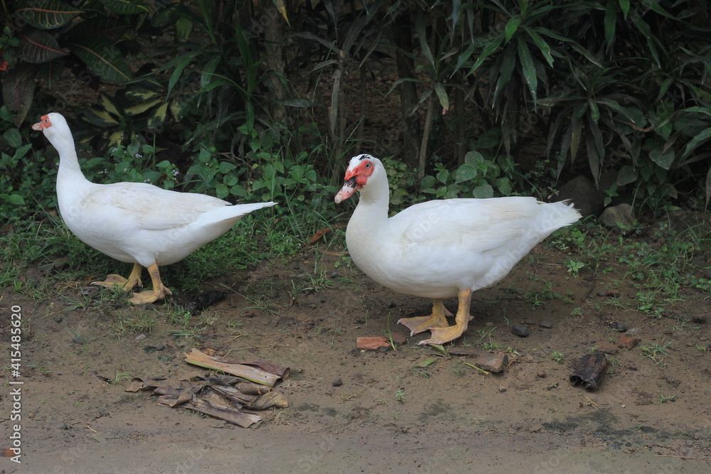 A group of ducks with white feathers foraging in the yard. A group of ducks with white feathers foraging in the yard.