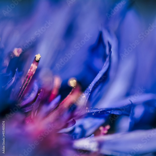 cornflower3