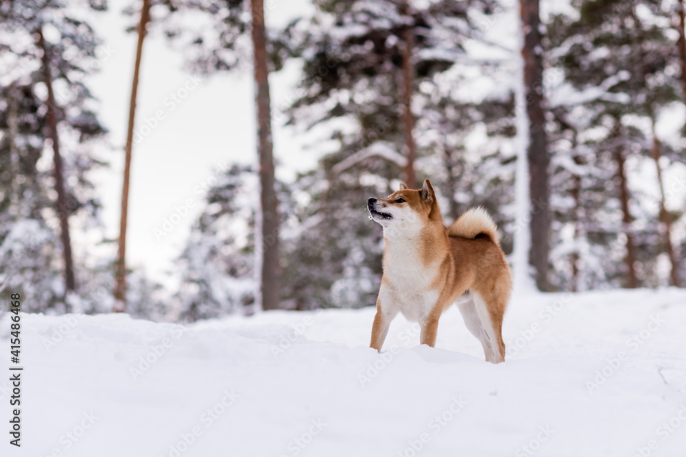 Winter photos of the dog. Shiba Inu. Winter photos of the dog. Shiba Inu.