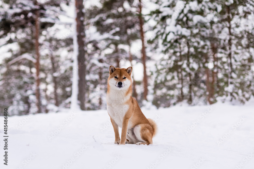 Winter photos of the dog. Shiba Inu.