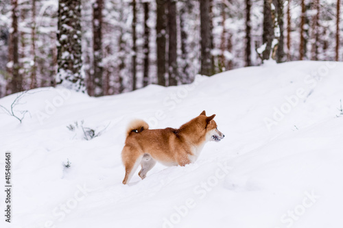 Winter photos of the dog. Shiba Inu.