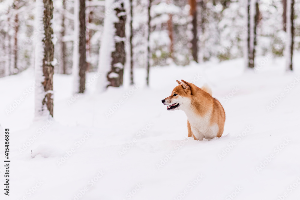 Winter photos of the dog. Shiba Inu.