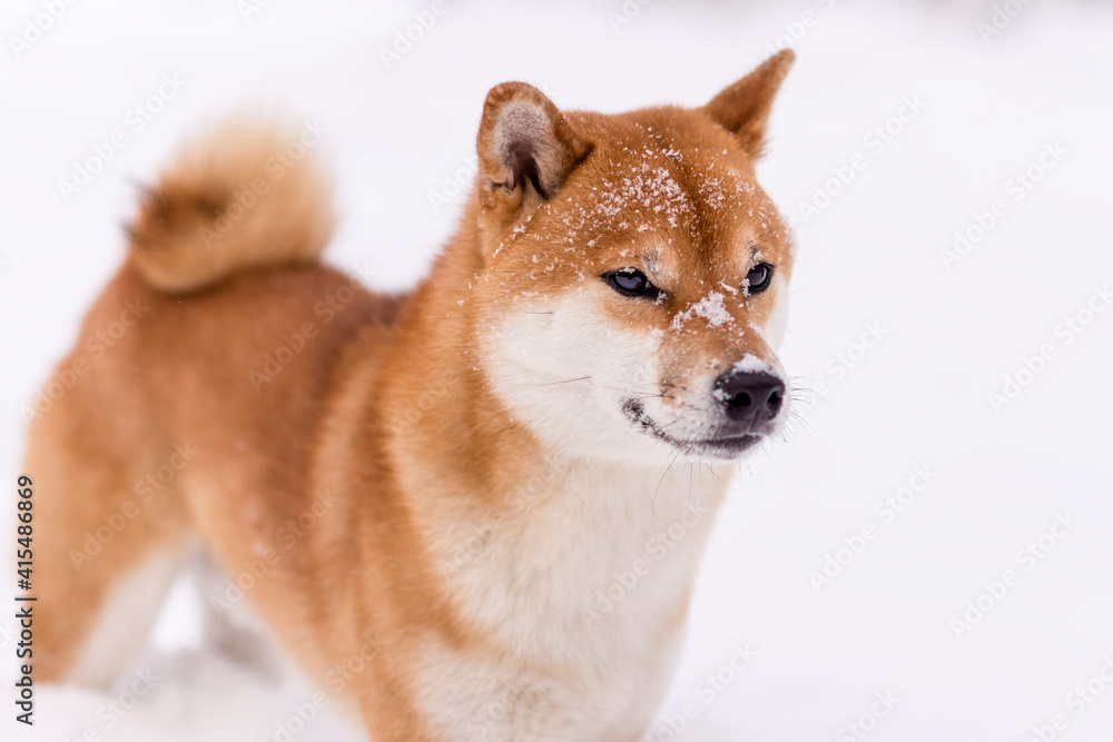 Winter photos of the dog. Shiba Inu. Winter photos of the dog. Shiba Inu.
