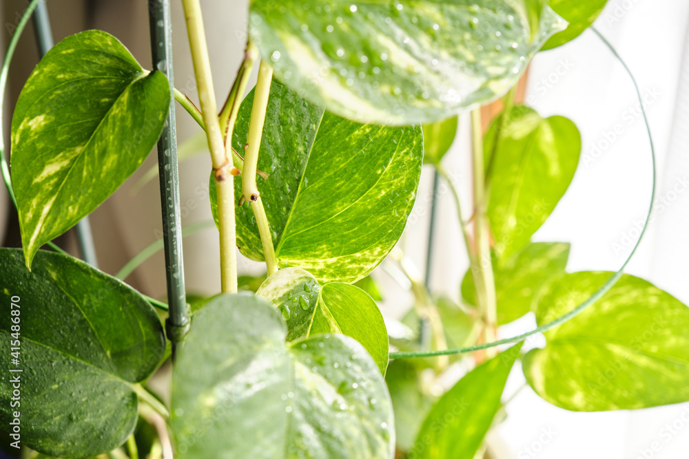 部屋の中の観葉植物 観葉植物 葉っぱ ポトス Stock Photo Adobe Stock
