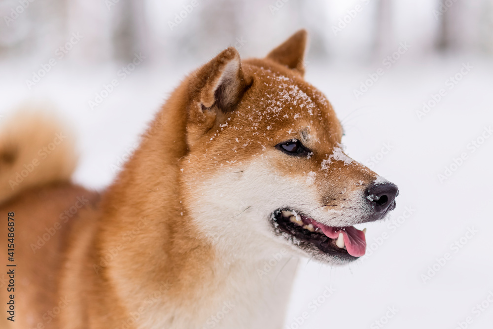 Winter photos of the dog. Shiba Inu.