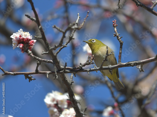 Blue sky, cherry blossoms and green birds 