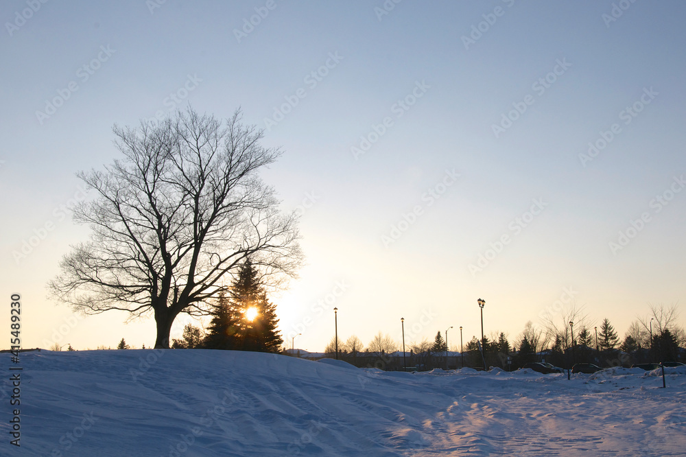 Obraz premium The maple tree on a winter sunset