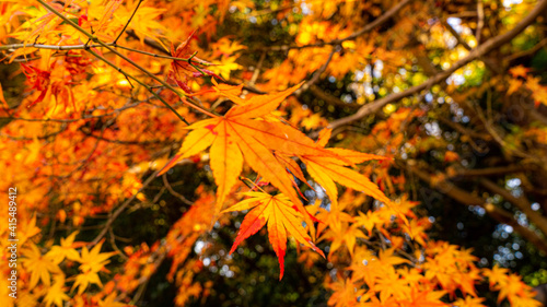 autumn leaves in the sun