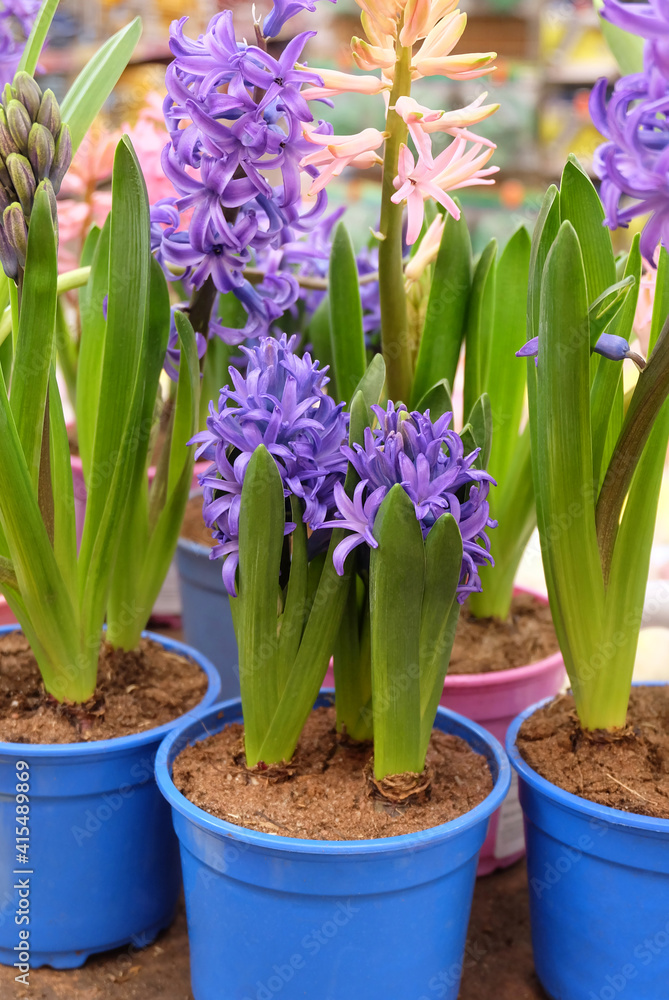 Fototapeta premium Purple hyacinths in pots in a greenhouse, selective focus. blurred background, vertical orientation.