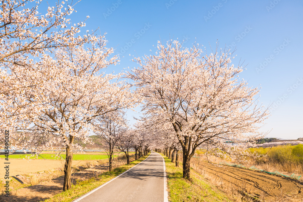 보청천 벚꽃
보청천 벚꽃