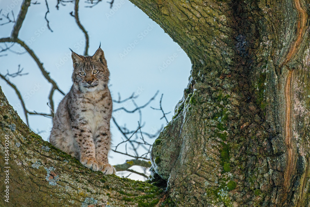 Obraz premium Hunting lynx. Young Eurasian lynx, Lynx lynx, sits on old tree and looking for prey. Cute wild cat in winter nature. Beast of prey in natural habitat. Beautiful animal with spotted orange fur.