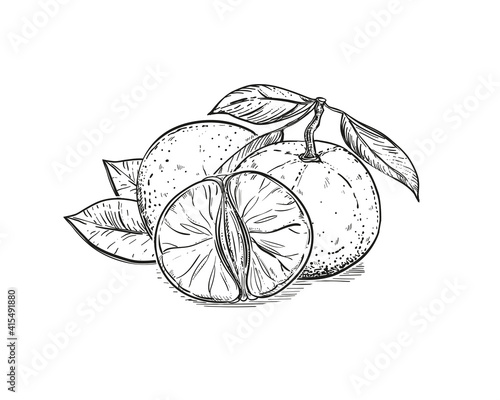 Hand drawn sketch black and white of mandarin, tangerine fruit, slice, leaf, segment. Vector illustration. Elements in graphic style label, card, sticker, menu, package. Engraved style illustration.