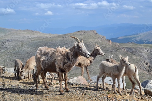 Mountain goat herd grazing on a mountain road to Mt. Evans, Colorado close-up.