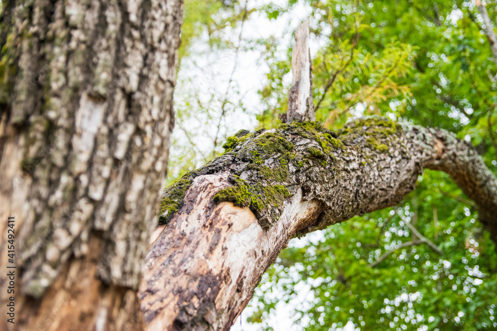 Obraz premium Corteza de arbol con musgo