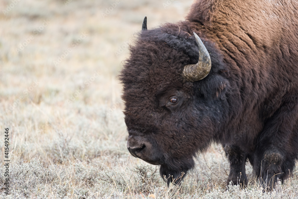Bull Bison Head in close up in Yellowstone National Park offer a look at these ancient beasts Bull Bison Head in close up in Yellowstone National Park offer a look at these ancient beasts