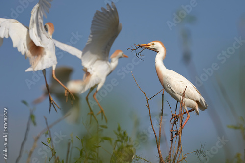 Garza bueyera, bubulcus ibis, plumaje nupcial