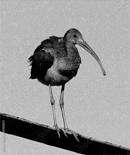 Stipple Technique White Ibis