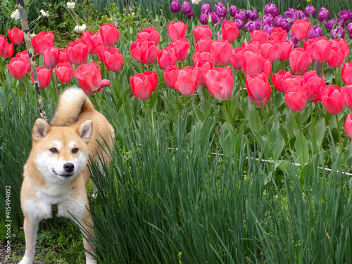 Shiba-inu and Tulip in Nara, Japan
