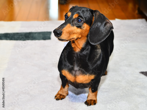 Cute puppy, Dachshund, sits on a rug