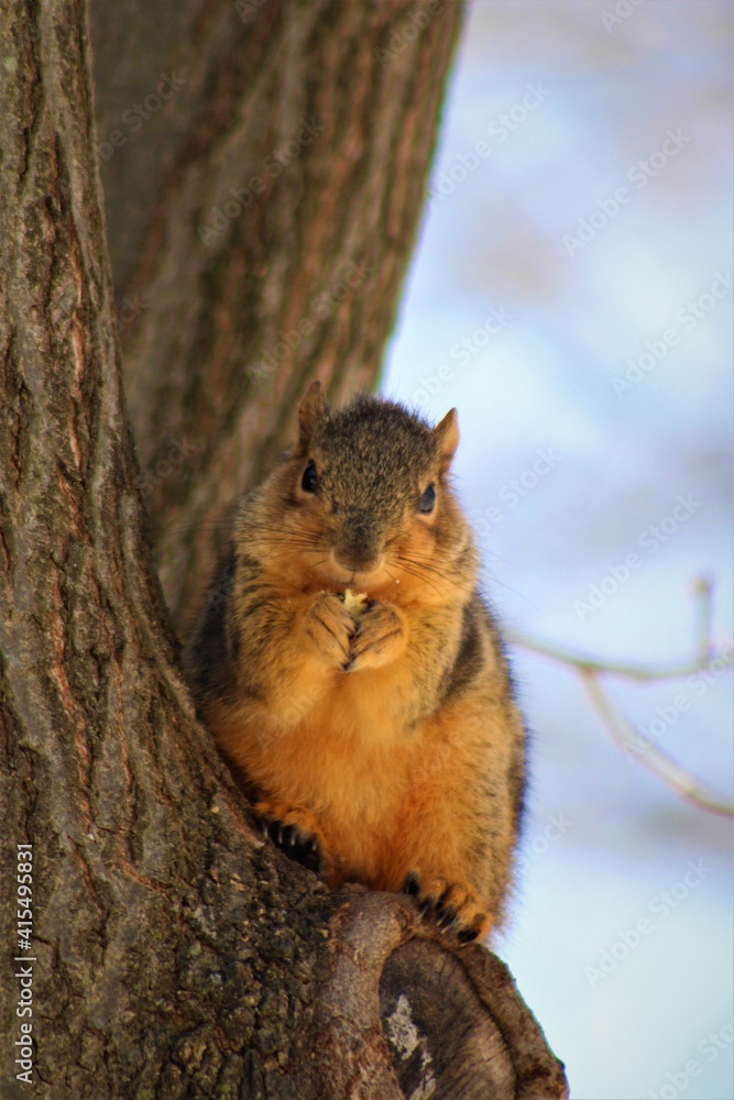 squirrel eating nut on tree squirrel eating nut on tree