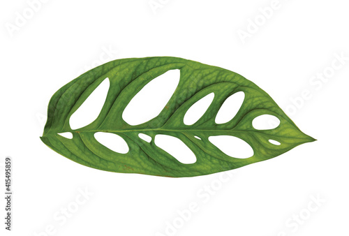 Janda bolong  or monstera obliqua leaf isolated on white background