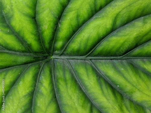 Keladi tengkorak hijau or alocasia green shield leaf, close up view