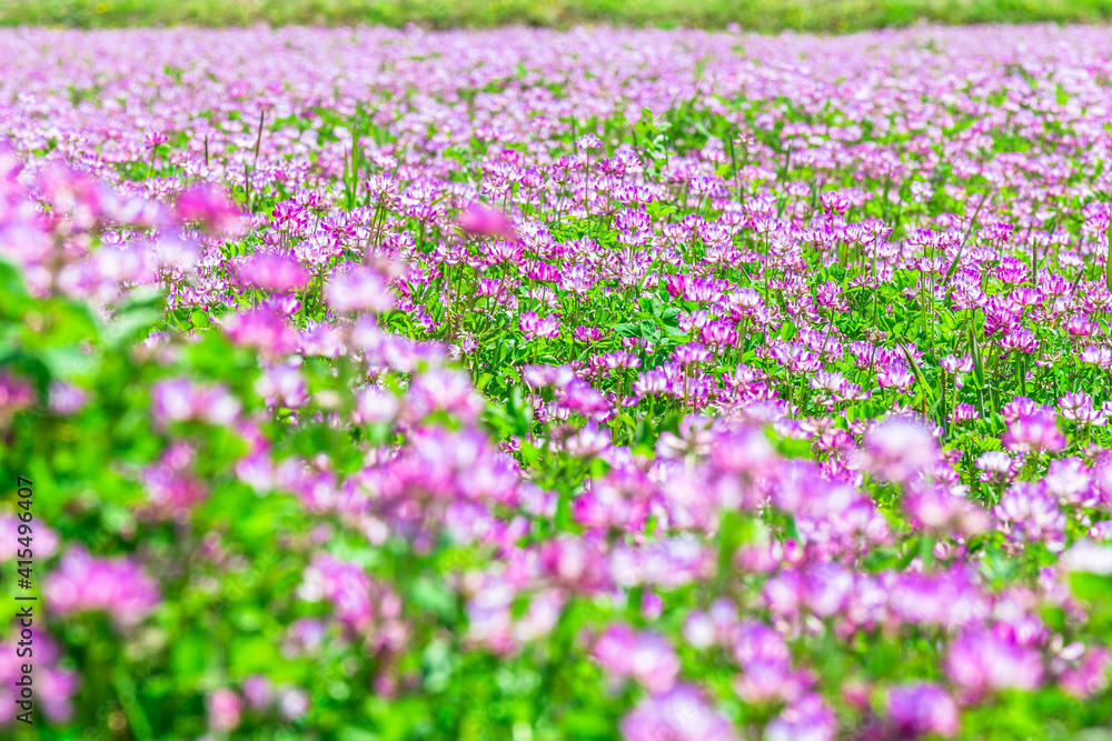 Naklejka premium れんげ畑で捕まえて！