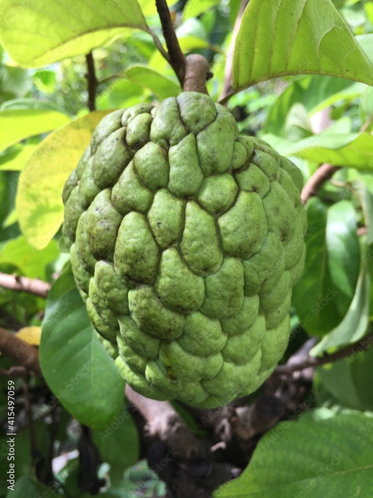 sugar apple srikaya sugar apple srikaya