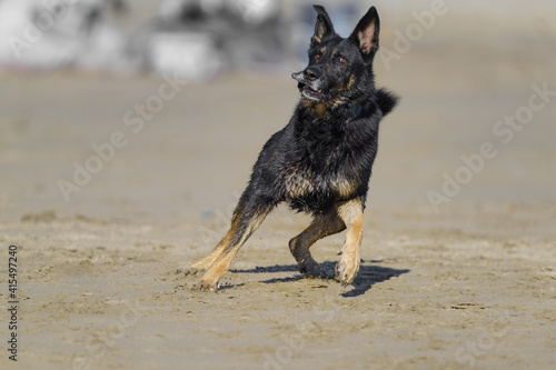 German Shepherd ready to sprint for the ball © RonPaulk Photography