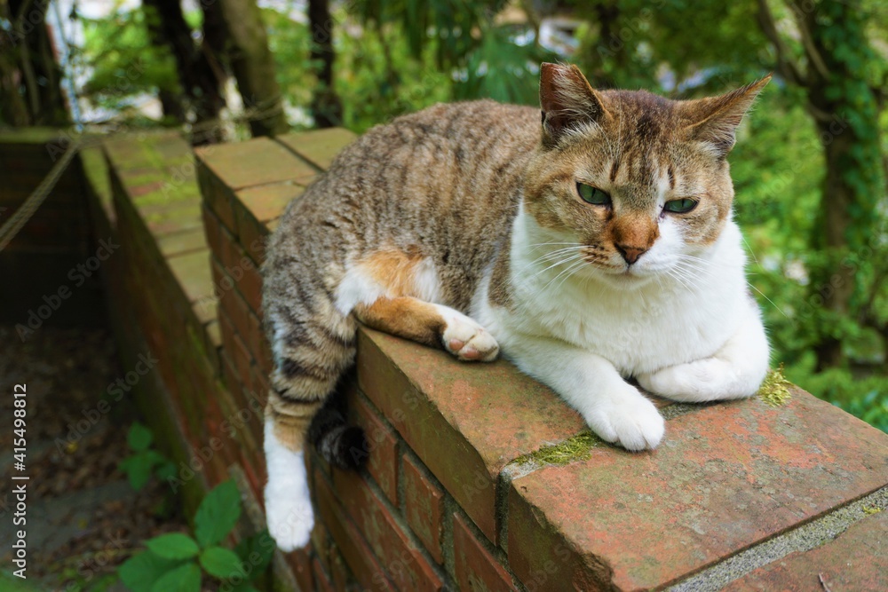 Obraz premium 野良猫