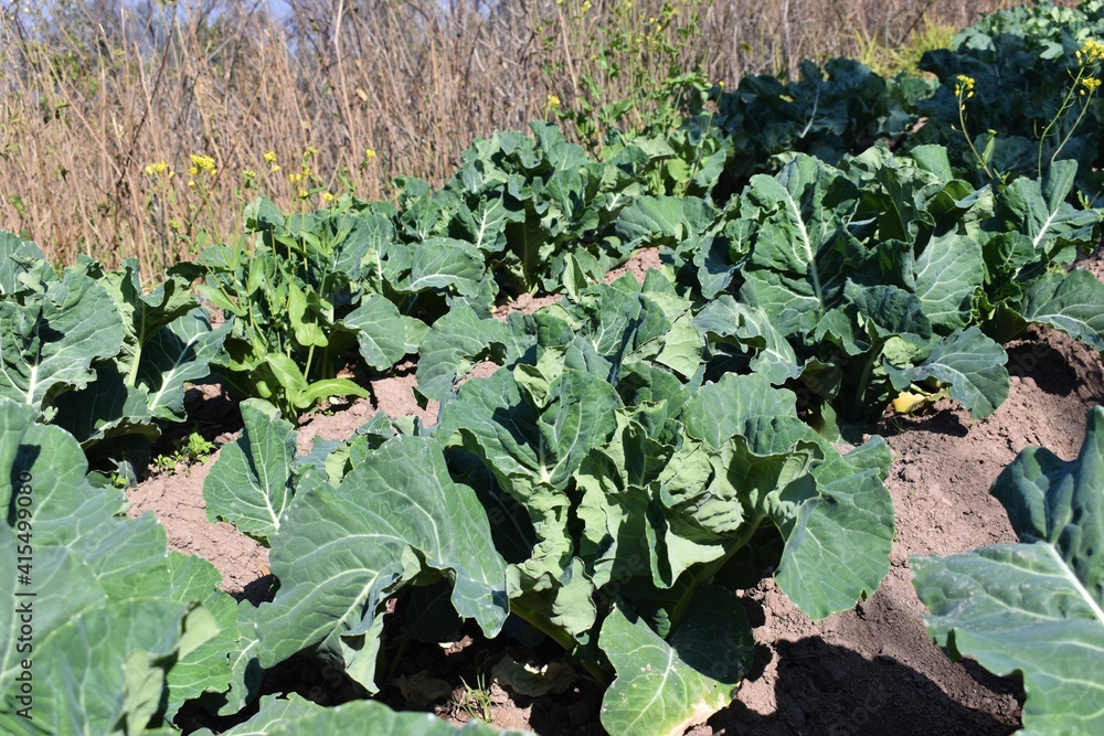 cauliflower farming, plots row of growing crops plant in India cauliflower farming, plots row of growing crops plant in India