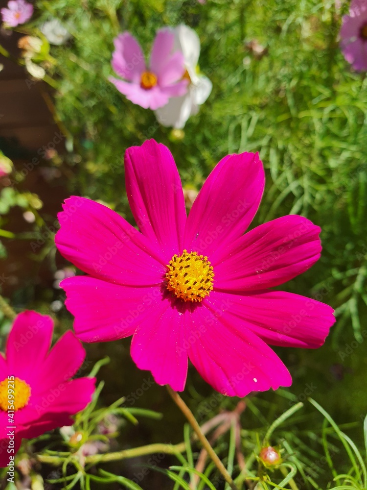 Obraz premium pink cosmos flower