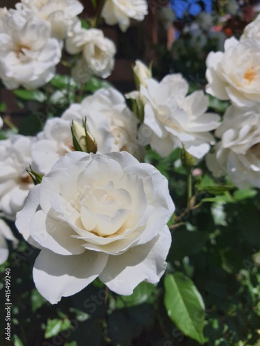 white roses