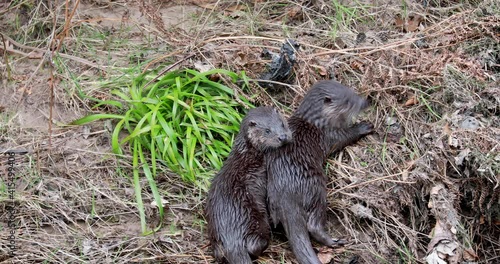 Eurasian Otters, lutra lutra, scratching and cuddling together on river bank with kids, during winter in Scotland.