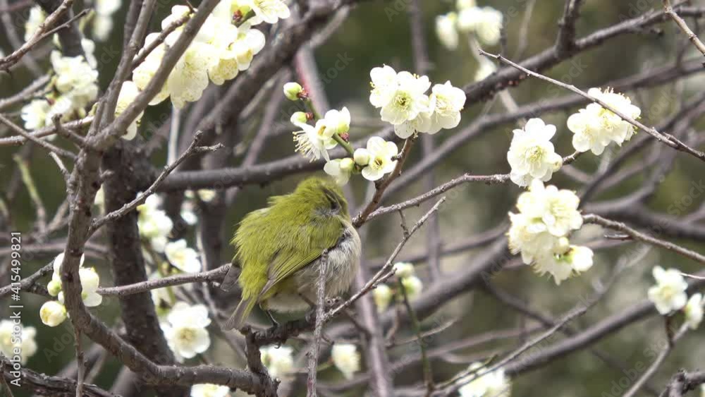 梅の木の上で毛繕いをするメジロ 4K 接写 広島市 縮景園にて撮影. Warbling white-eye bird on plum tree. 梅の木の上で毛繕いをするメジロ 4K 接写 広島市 縮景園にて撮影. Warbling white-eye bird on plum tree.