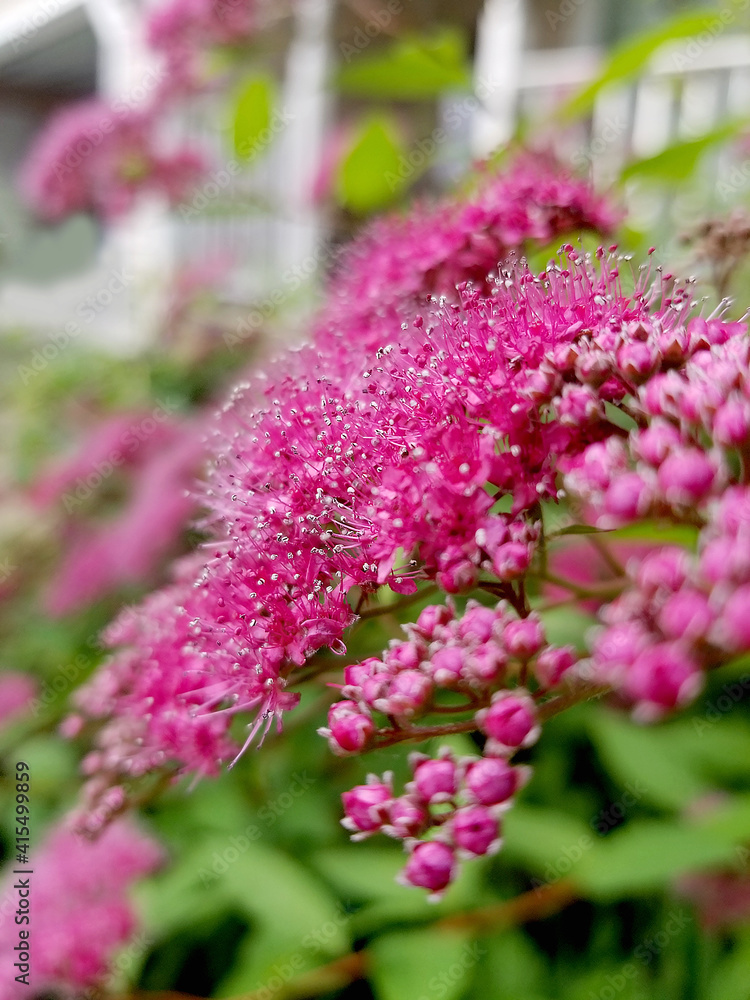 Obraz premium red blooming bush next to the white porch, brait color blooming. Selective focus, close-up view.