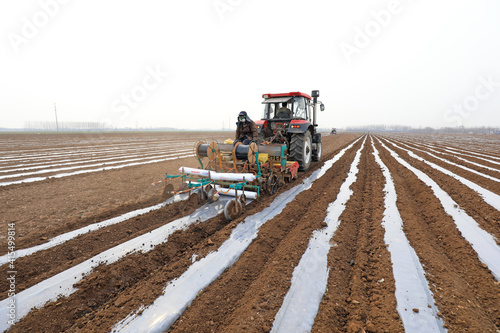 Farmers use planters to plant peanuts in the fields.