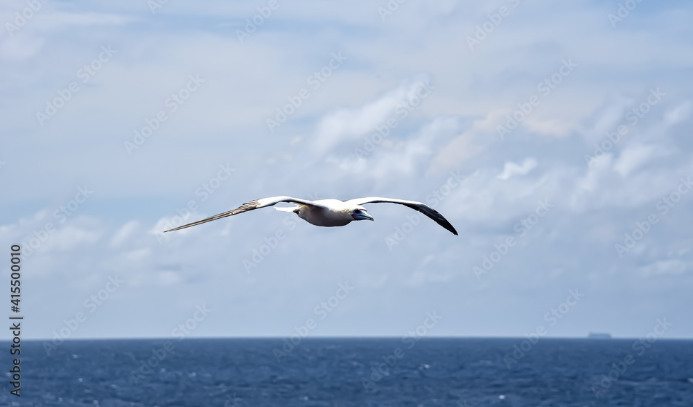 Seabird Masked, Blue-faced Booby (Sula dactylatra) flying over the ocean on the blue sky background. Seabird is hunting for flying fish jumping out of the water. Seabird Masked, Blue-faced Booby (Sula dactylatra) flying over the ocean on the blue sky background. Seabird is hunting for flying fish jumping out of the water.