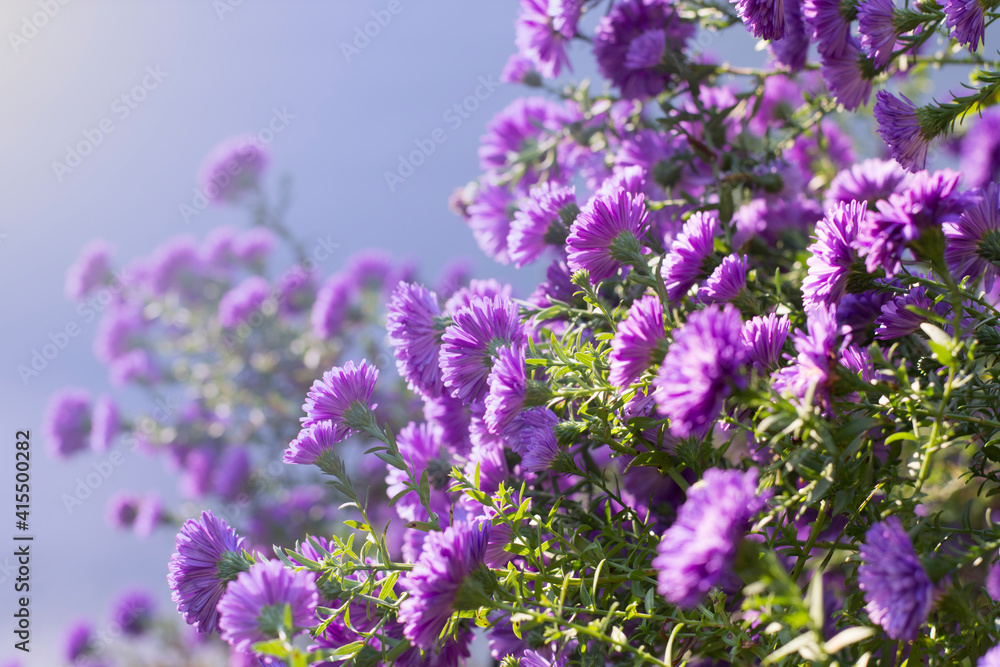 blue or purple flowers in garden. blooming garden flowers.