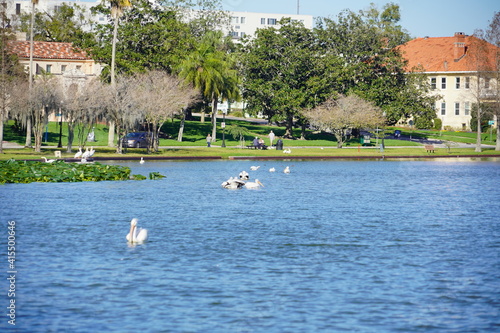 Spring of Lake Morton at city center of lakeland Florida  © Feng