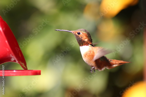 Rufous hummingbirs is hovering infront of blurry background.