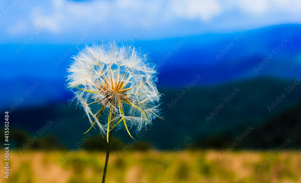 Naklejka premium dandelion