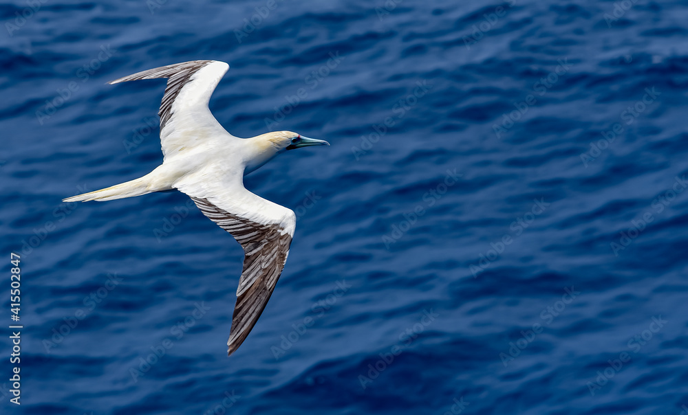 Seabird Masked, Blue-faced Booby (Sula dactylatra) flying over the ocean. Seabird is hunting for flying fish jumping out of the water. Seabird Masked, Blue-faced Booby (Sula dactylatra) flying over the ocean. Seabird is hunting for flying fish jumping out of the water.