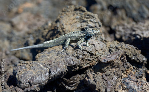 Galapagos Lava Lizard (Microlophus albemarlensis), Punta Moreno, Isabela Island, Galapagos Islands, Ecuador photo