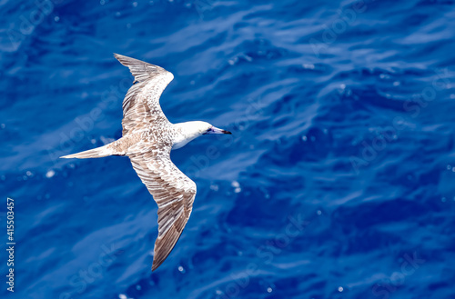 Seabird Masked, Blue-faced Booby (Sula dactylatra) flying over the ocean. Seabird is hunting for flying fish jumping out of the water. © Mariusz