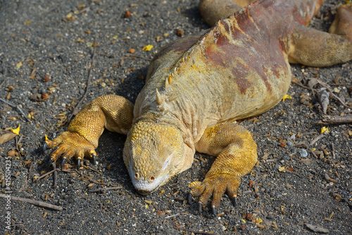 Galapagos land iguana (Conolophus subcristatus), Urbina Bay, Isabela Island, Galapagos Islands, Ecuador photo