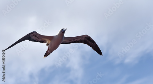 Seabird Masked  Blue-faced Booby  Sula dactylatra  flying over the ocean on the blue sky background. Seabird is hunting for flying fish jumping out of the water.