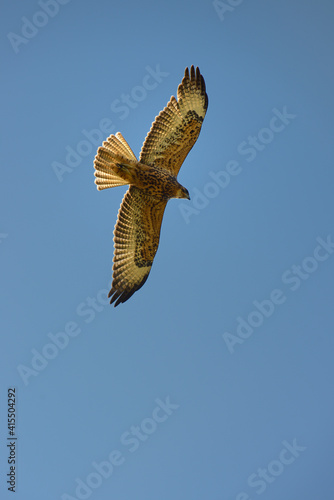 Galapagos Hawk (Buteo galapagoensis), Urbina Bay, Isabela Island, Galapagos Islands, Ecuador. photo