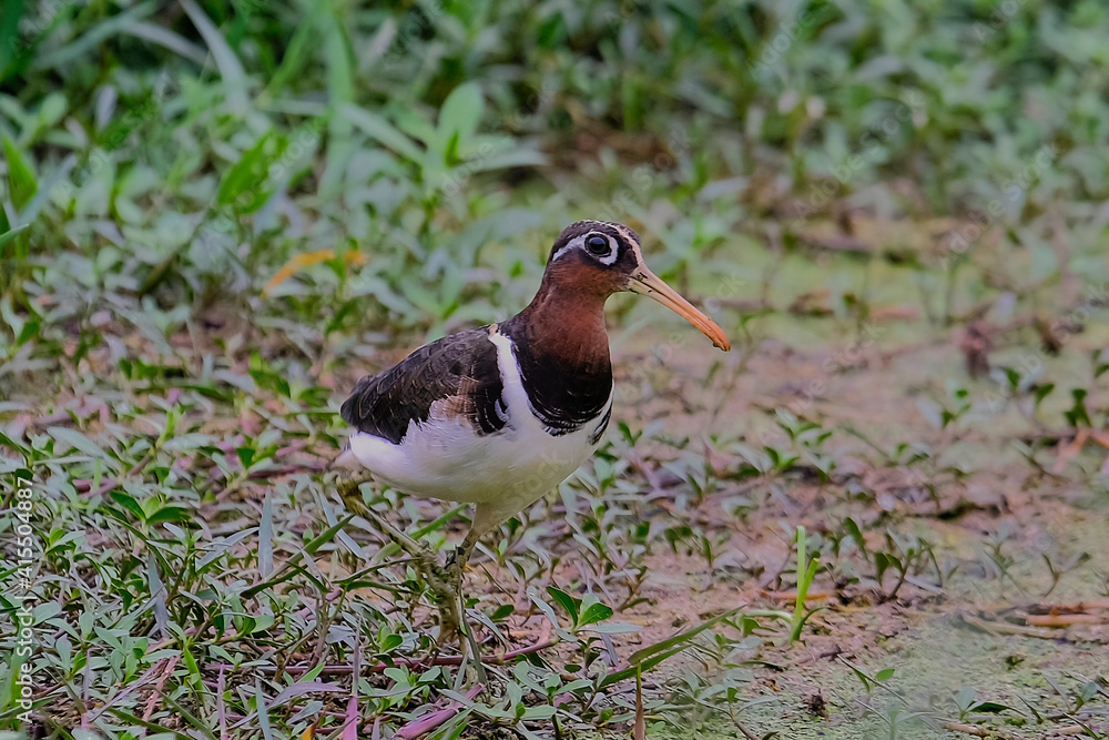 Greater-Painted Snipe Greater-Painted Snipe